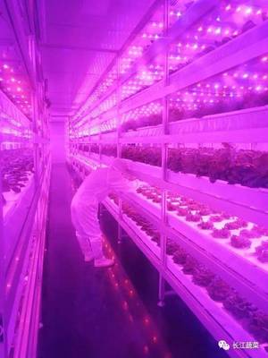 厉害了!生态化种植助力芦笋远销全国,植物工厂打造现代高端农业!